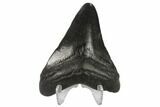 3.02" Fossil Megalodon Tooth - South Carolina - #130757-2